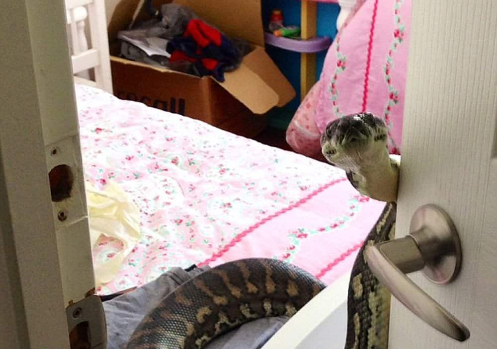 Aussie Homeowner Greeted By His Worst Nightmare, A Massive Python ...