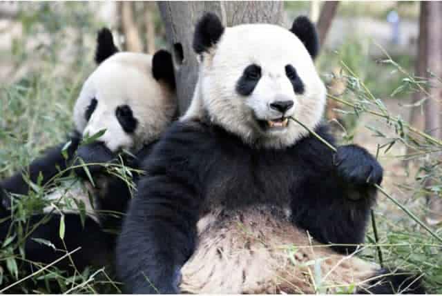 Chinese Scientists Decoded “Panda Language” After 5 Years Of Research ...