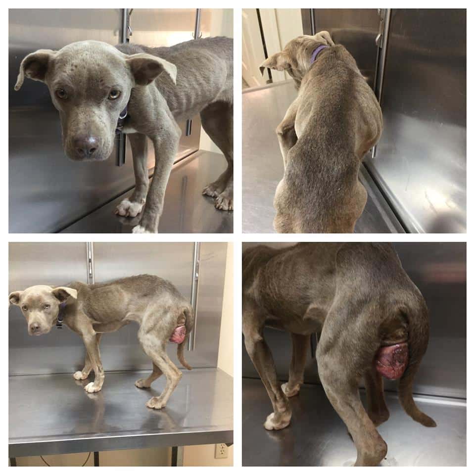 abuse pitbull found in the road 5