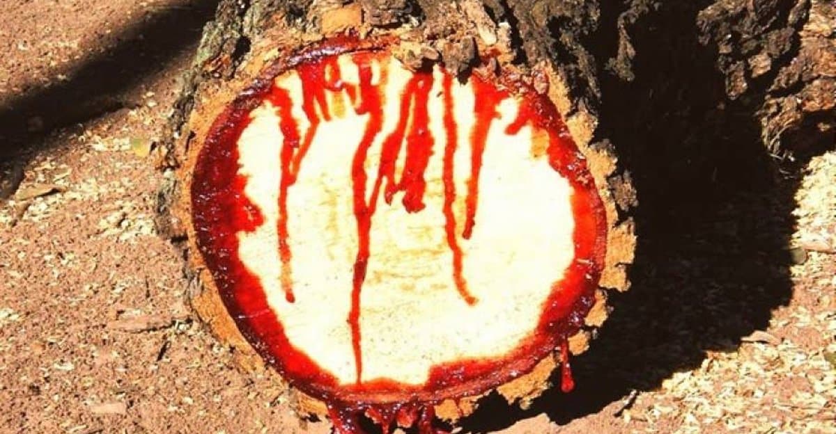 Rare Tree in Southern Africa “Bleeds” When It’s Cut Elite Readers