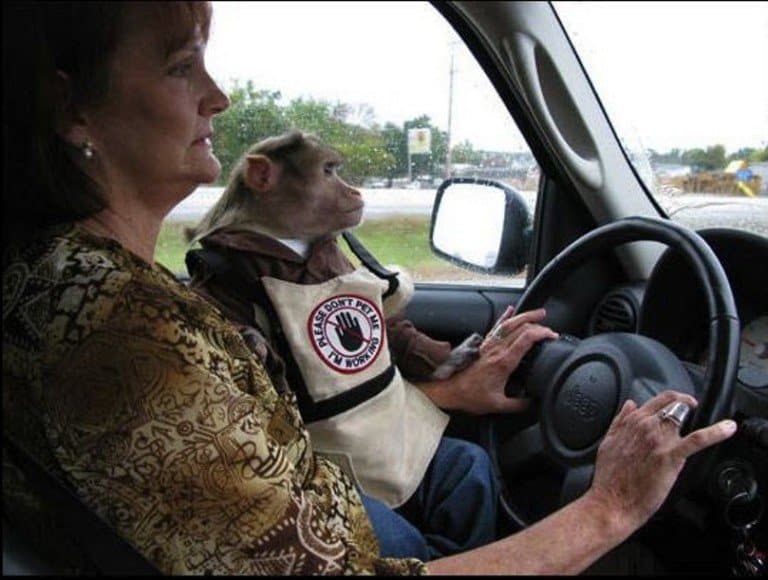 9 of the Most Unusual Service Animals Elite Readers