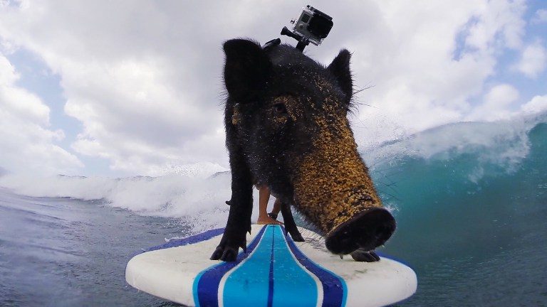 surf-3