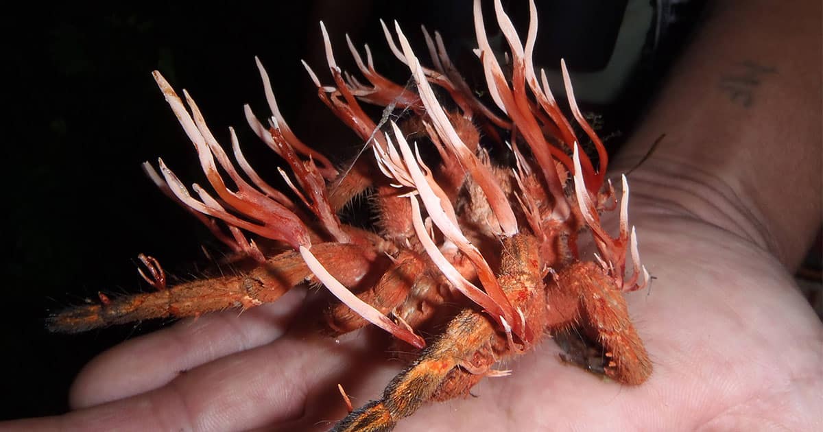 This MindControlling Fungus Turns Its Victims Into Zombies Elite Readers