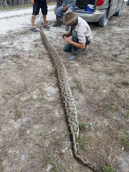 Hunters Capture a Massive 15-Foot Burmese Python Slithering in Florida ...