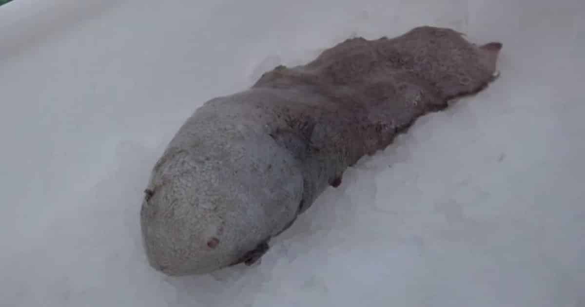 'Faceless Fish' Seen For The First Time After Over 100 Years - Elite ...