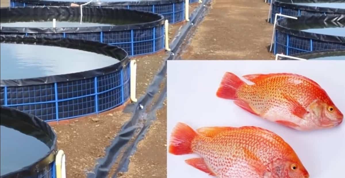 tilapia is dangerous for your health Elite Readers