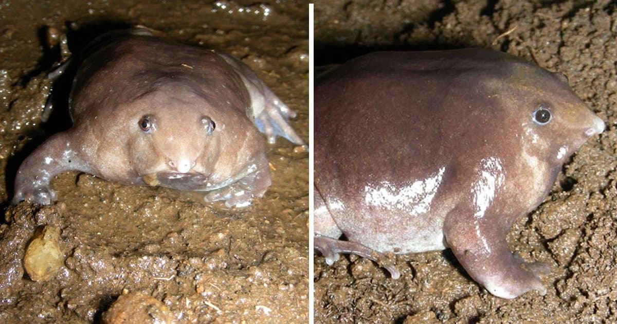 StrangeLooking, Purple PigNose Frog Found in Remote Mountains of