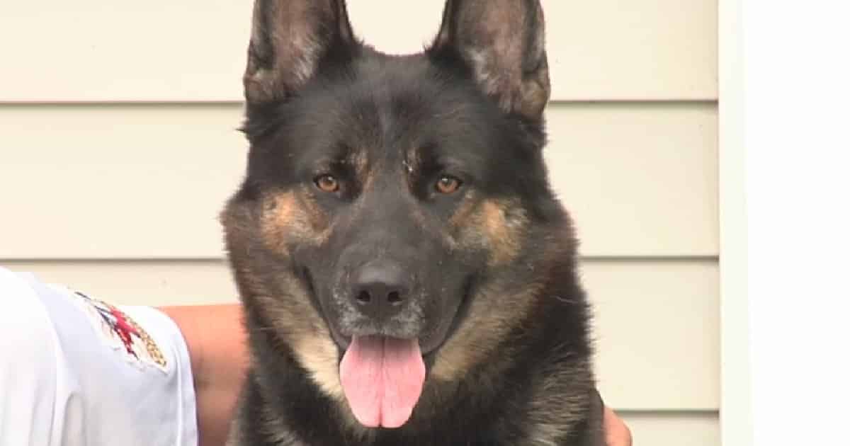 Family Comes Home to Bloody House After Pet German Shepherd Attacks