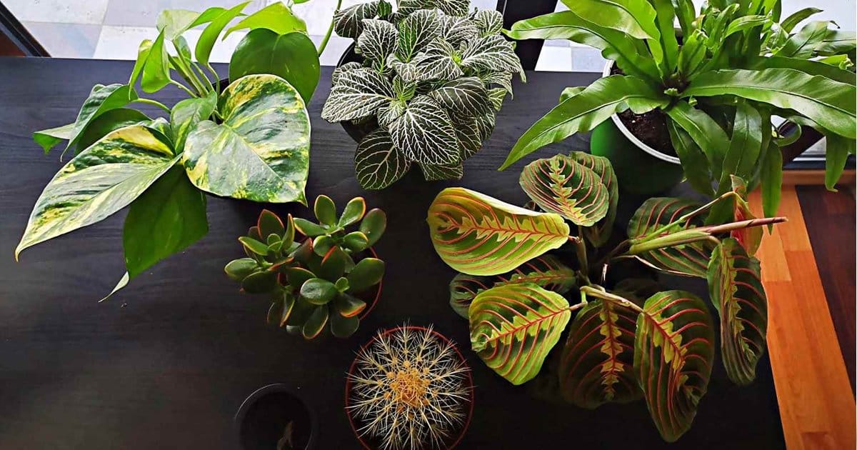 17 Plants By NASA for Clean Indoor Air Elite Readers