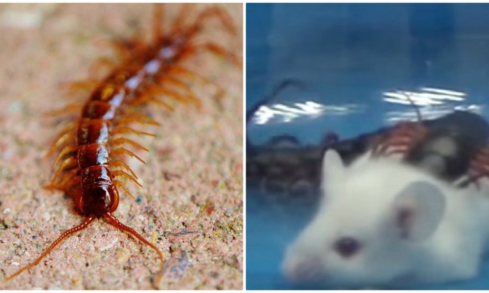 SixInch Long Centipede Cuddles With Hatchlings In SkinCrawling
