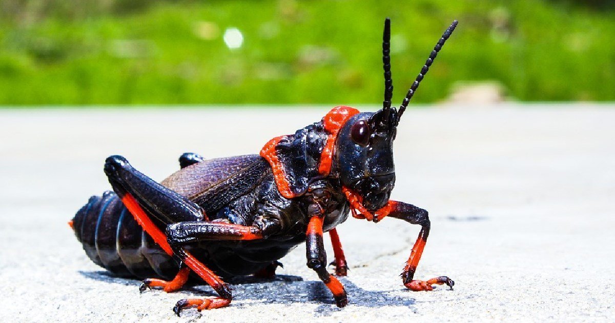 7 Wild and Disturbing Insect Mating Rituals | Elite Readers