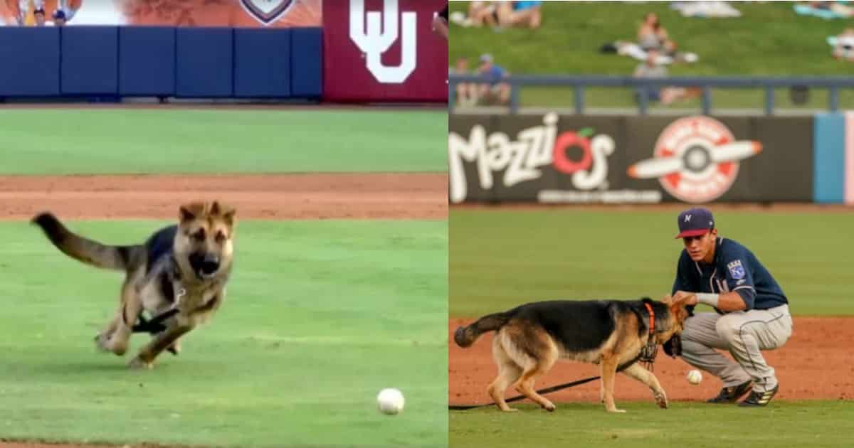 Dog Interrupts MLB Baseball Game, Gets Rewarded With A Ball And A New