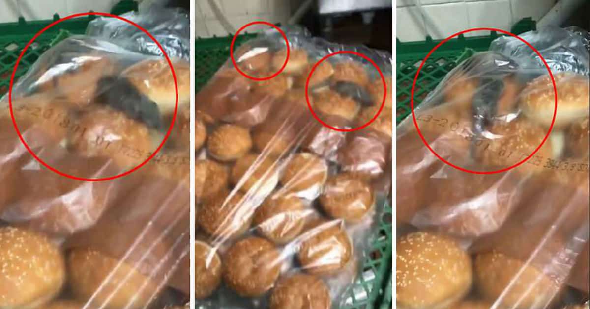 Burger King Branch Is Shut Down After Shocking Video Shows Rats Inside