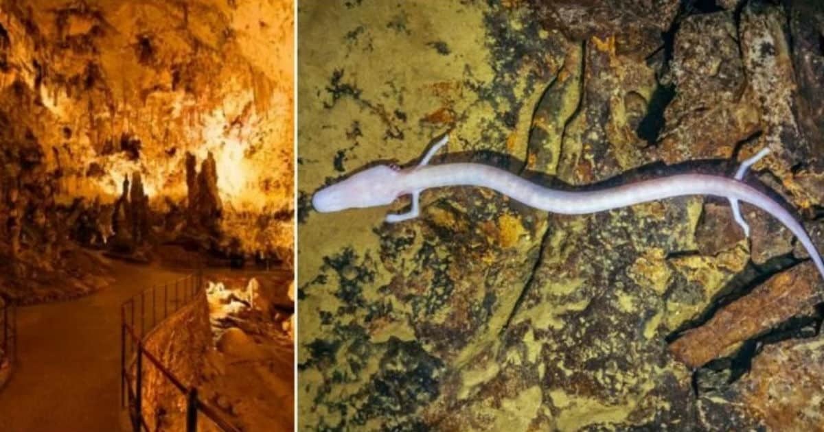 the-human-fish-largest-known-cave-dwelling-predator-found-in