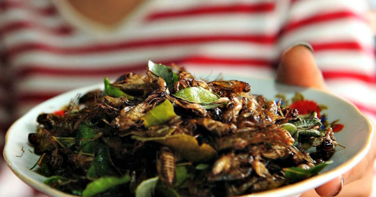 Eating Crickets Can Keep Your Gut Healthy, Study Finds Elite Readers
