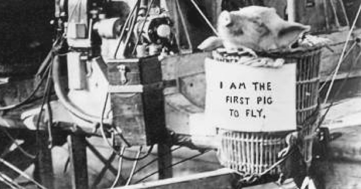 First Pig The First Pig To Ever Fly Was Recorded In History Over 100 Years Ago ...
