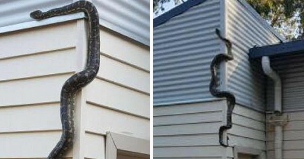 Guy Finds Massive Python Trying To Get In His House | Elite Readers
