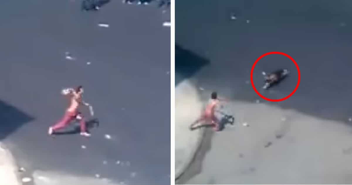 Man Gets Instant Karma After Throwing Bricks At Two Dogs Elite Readers