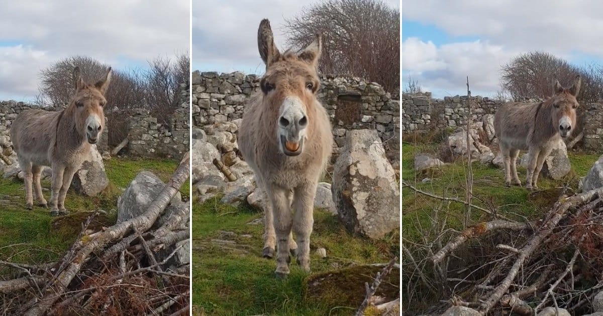 Donkey With Amazing Voice Sings For The Man Who Regularly Brings Her
