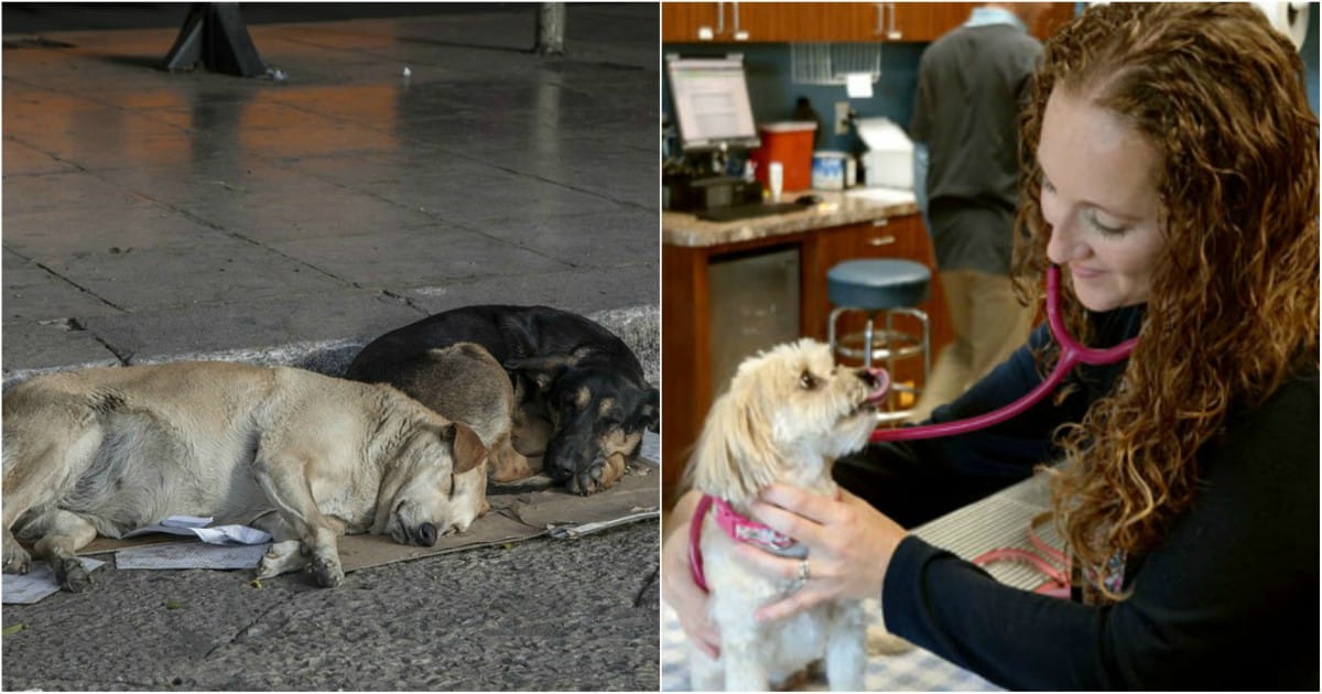 What Country Has The Most Stray Dogs