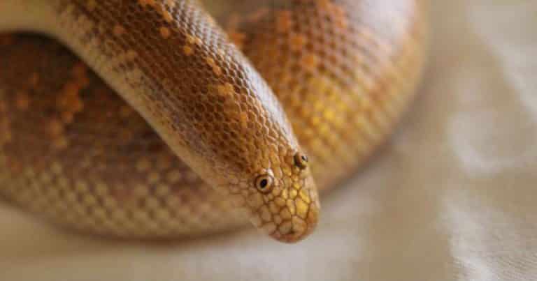 Derpy Snake Looks Like It Has Googly Eyes And Was Drawn By A Child ...