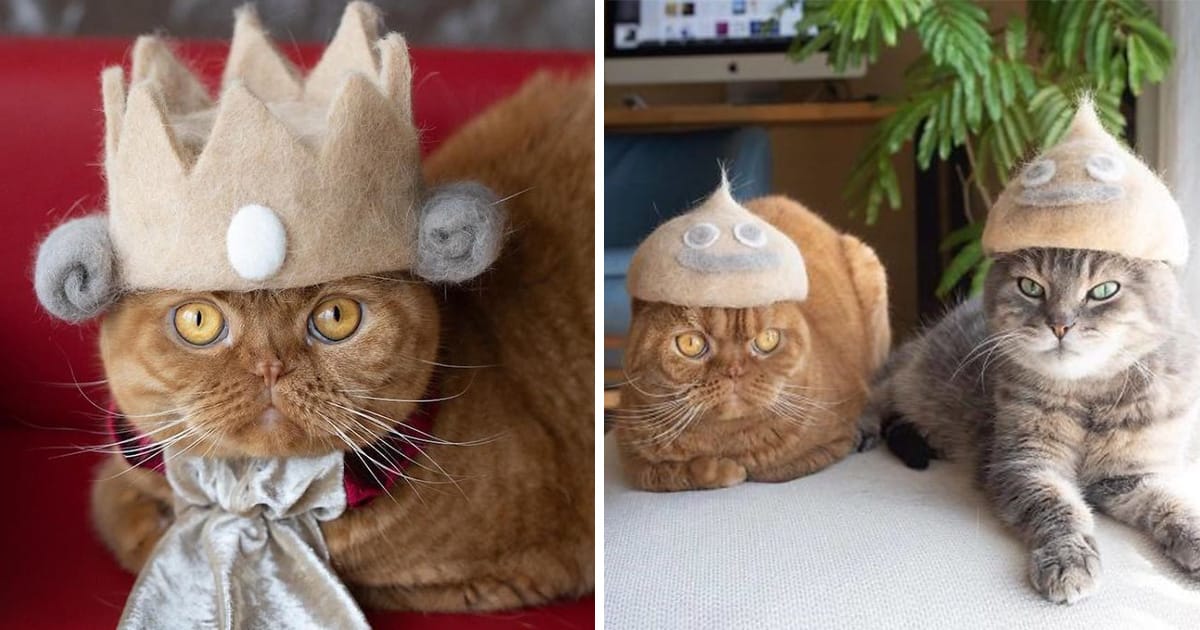 Fancy Cats Wear The Cutest Hats Made From Their Own Shed Fur Elite