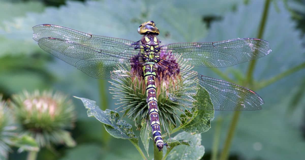 Female Dragonflies Fake Death to Avoid Sex - Elite Readers