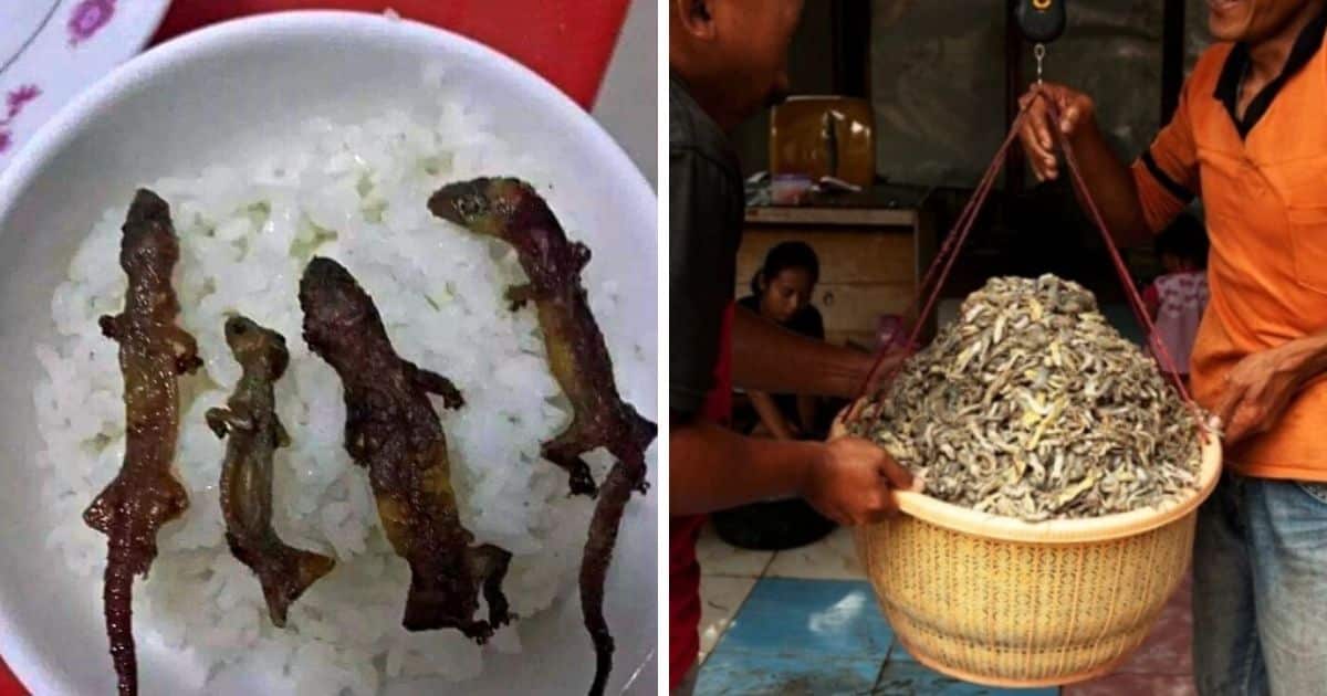 Roasted Lizard Rice Bowls Are WellLoved in Vietnam But Would You Eat It? Elite Readers