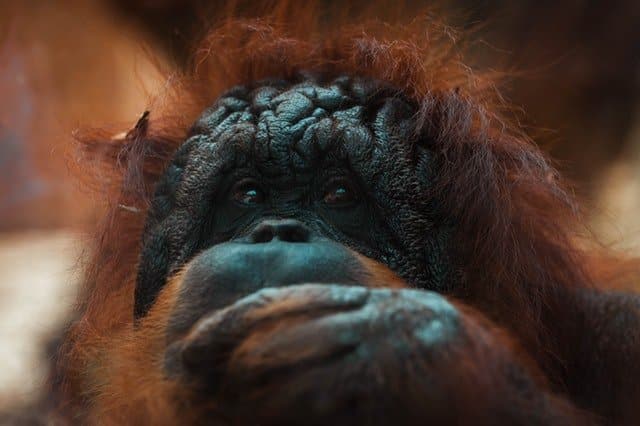orangutan-borneo