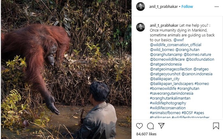 orangutan-saves-man