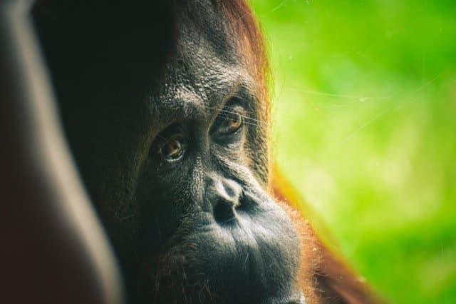 orangutan-help