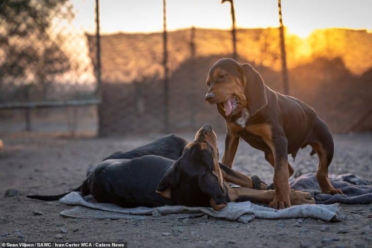 Trained Dogs in South Africa Saved 45 Rhinos from Poaching Elite Readers
