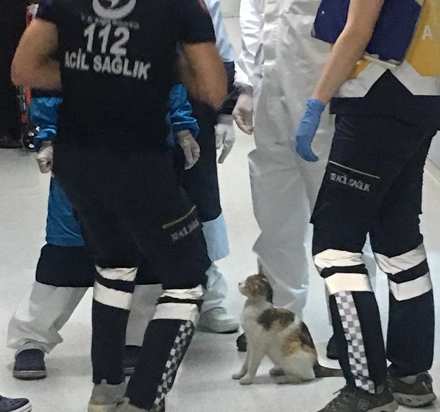 stray-cat-hospital-istanbul