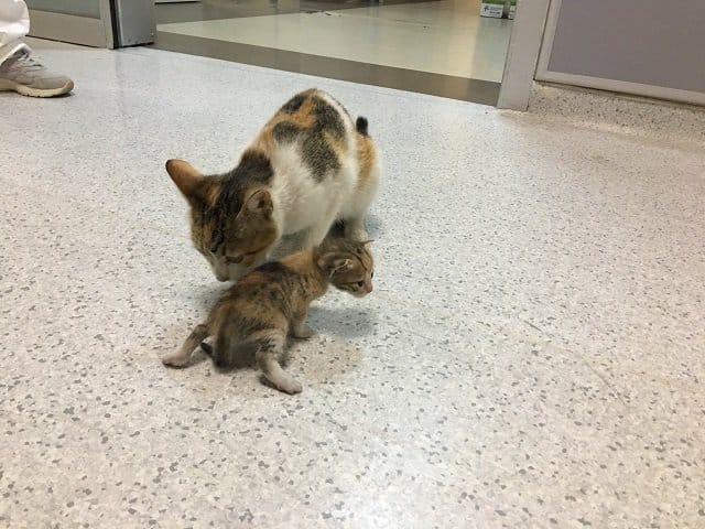 stray-cat-hospital-istanbul