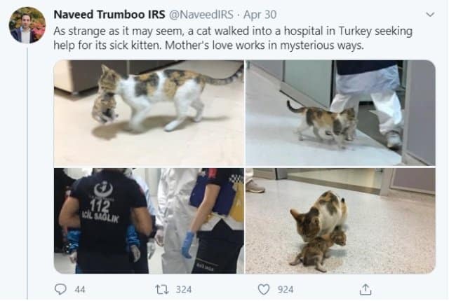 stray-cat-hospital-istanbul