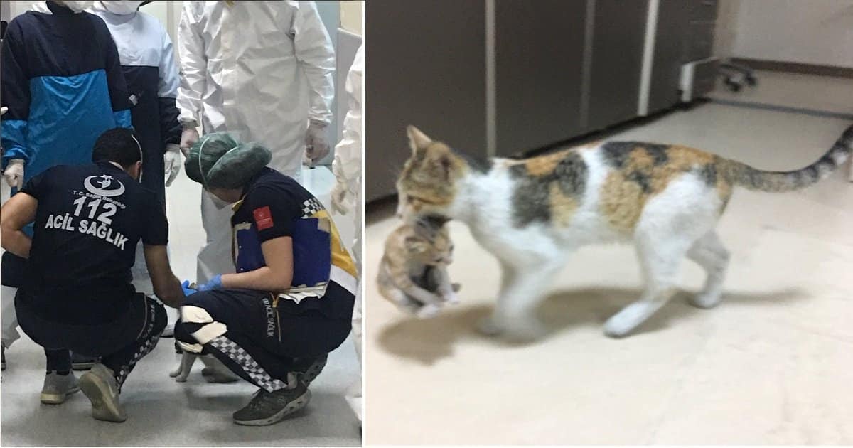 Stray Cat Carries Her Sick Kitten to the Hospital and the Medics Rush
