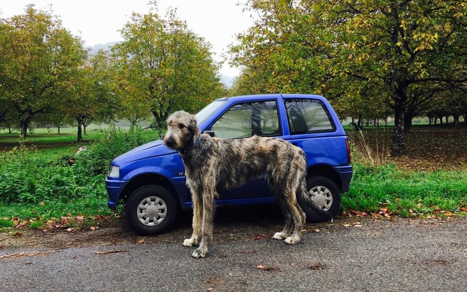 Irish-wolfhounds