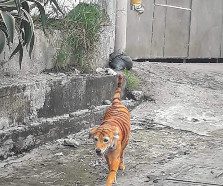 dog-tiger