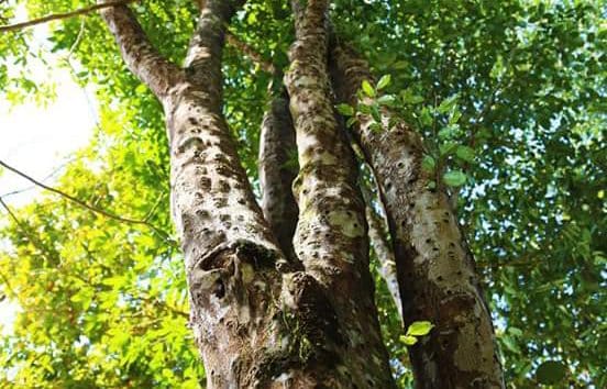 agarwood-lapnisan