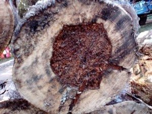 agarwood-lapnisan