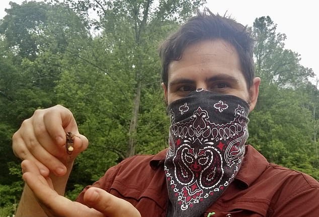 zombie-cicadas