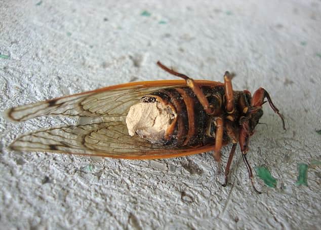 zombie-cicadas