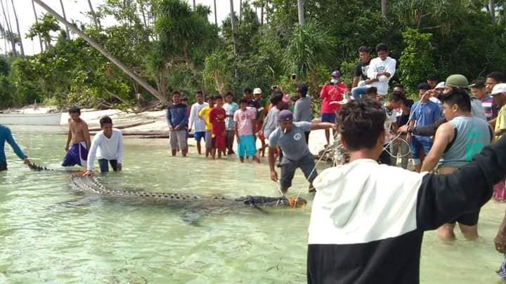 croc-in-twi-tawi