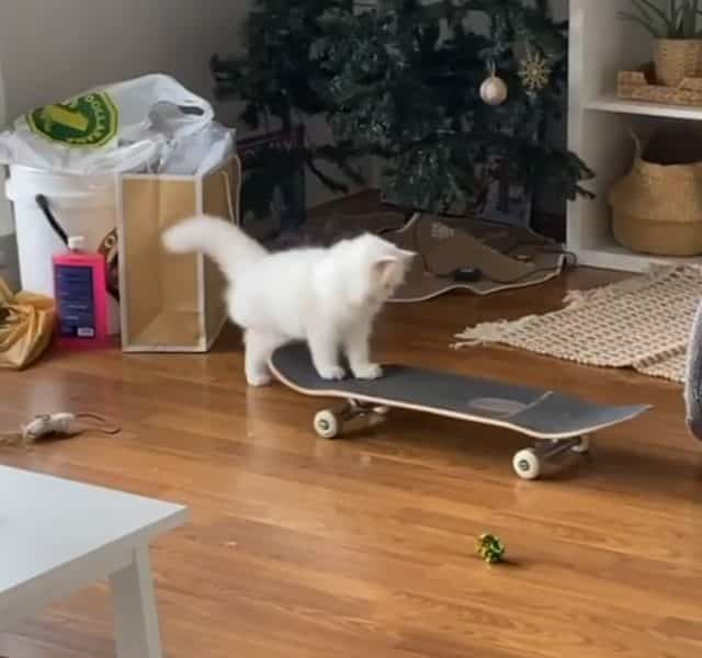 skateboard-yeti