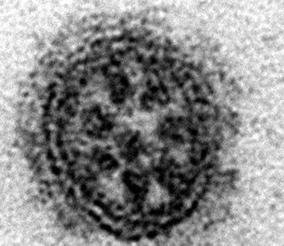 flu-virus