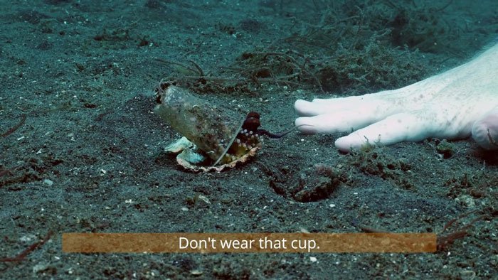 diver-trades-shell-with-octopus