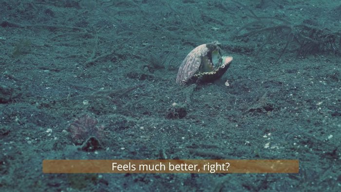 diver-trades-shell-with-octopus
