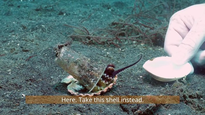 diver-trades-shell-with-octopus