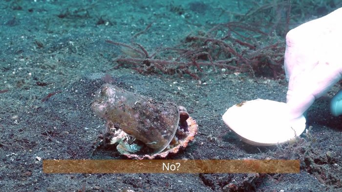 diver-trades-shell-with-octopus