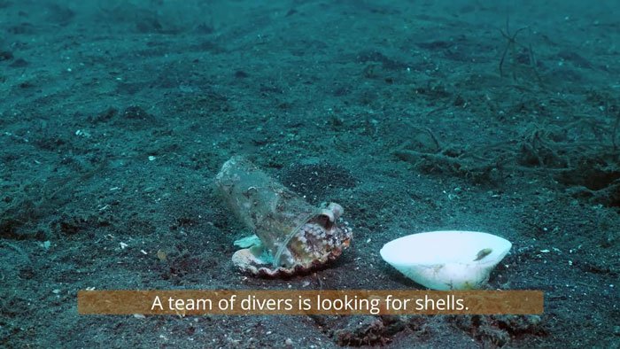 diver-trades-shell-with-octopus